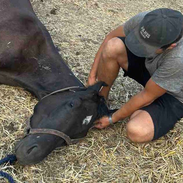 Help Oekraïense paarden overleven: doneer nu handvol hooi!