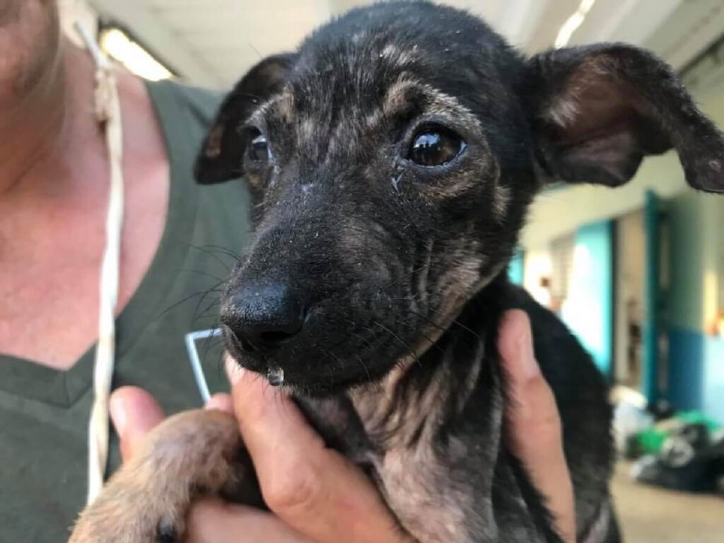 Stop het doden van zwerfhonden en -katten op Curaçao