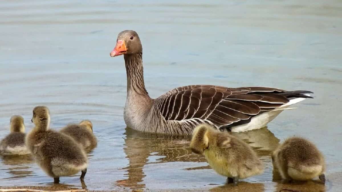 grauwe gans met kuikens