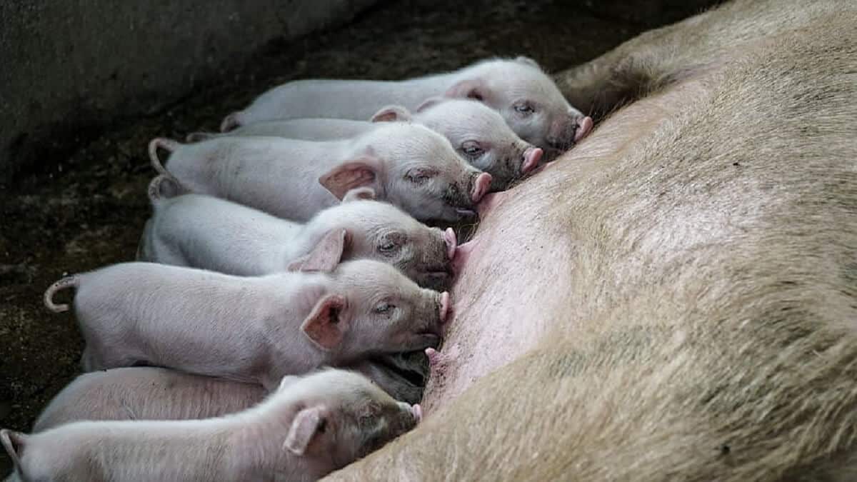 varkens