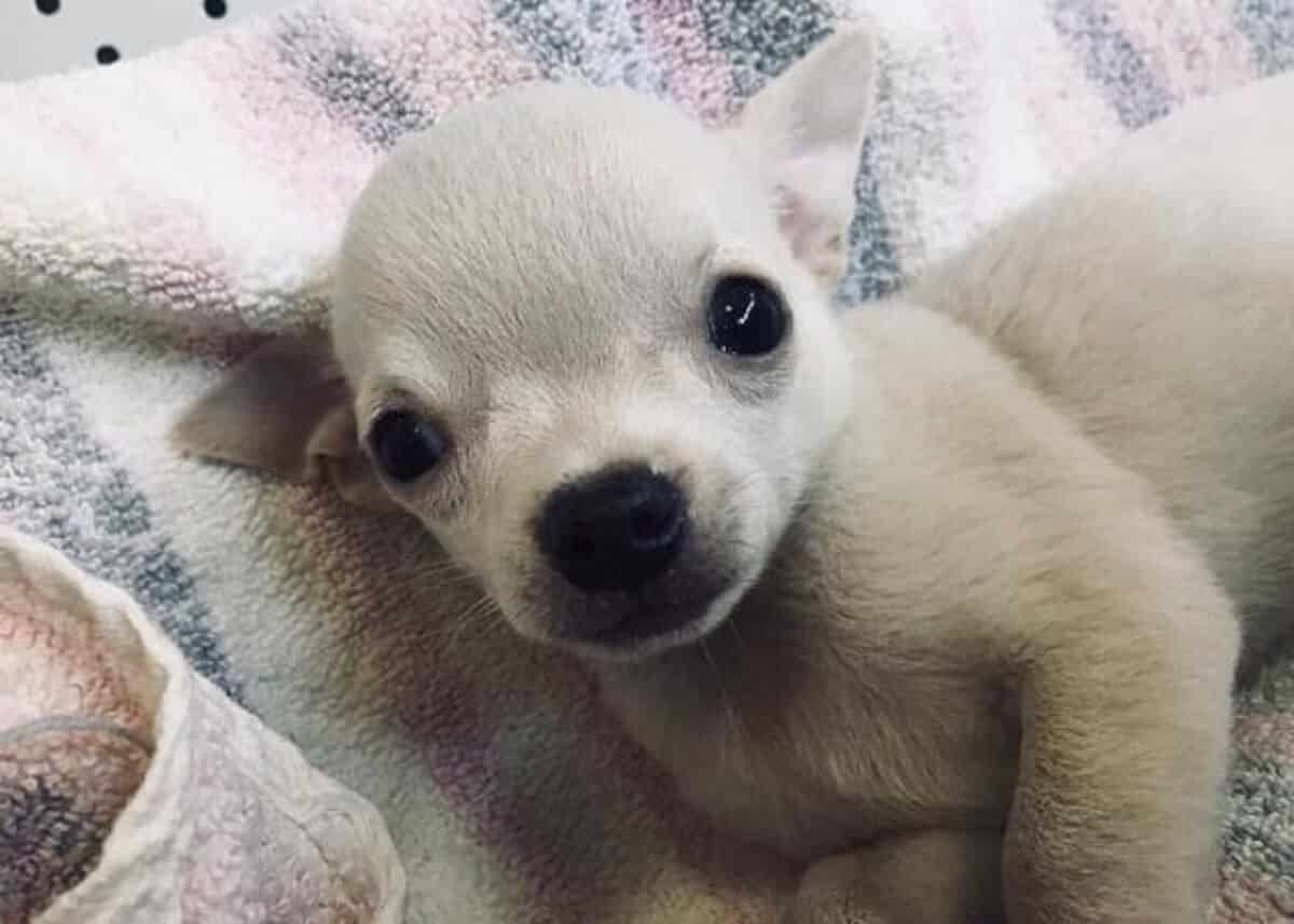 puppy
