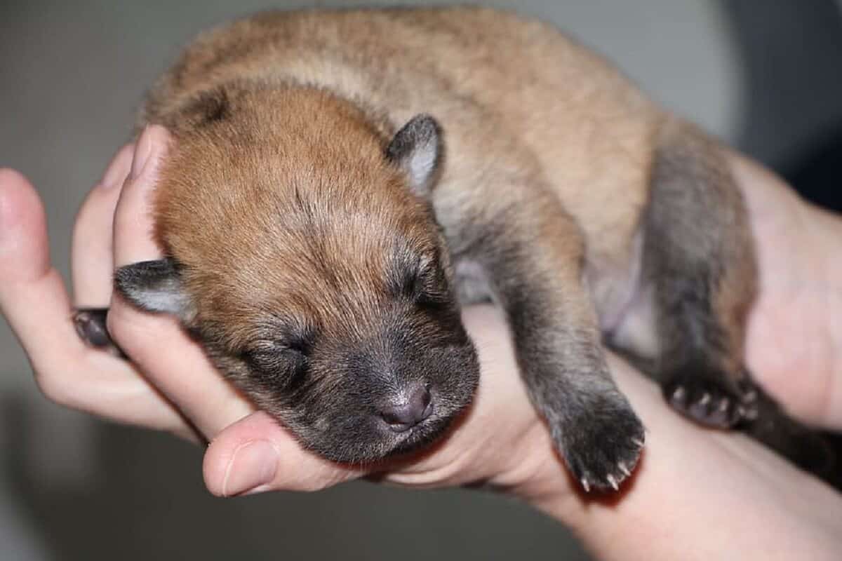 puppy