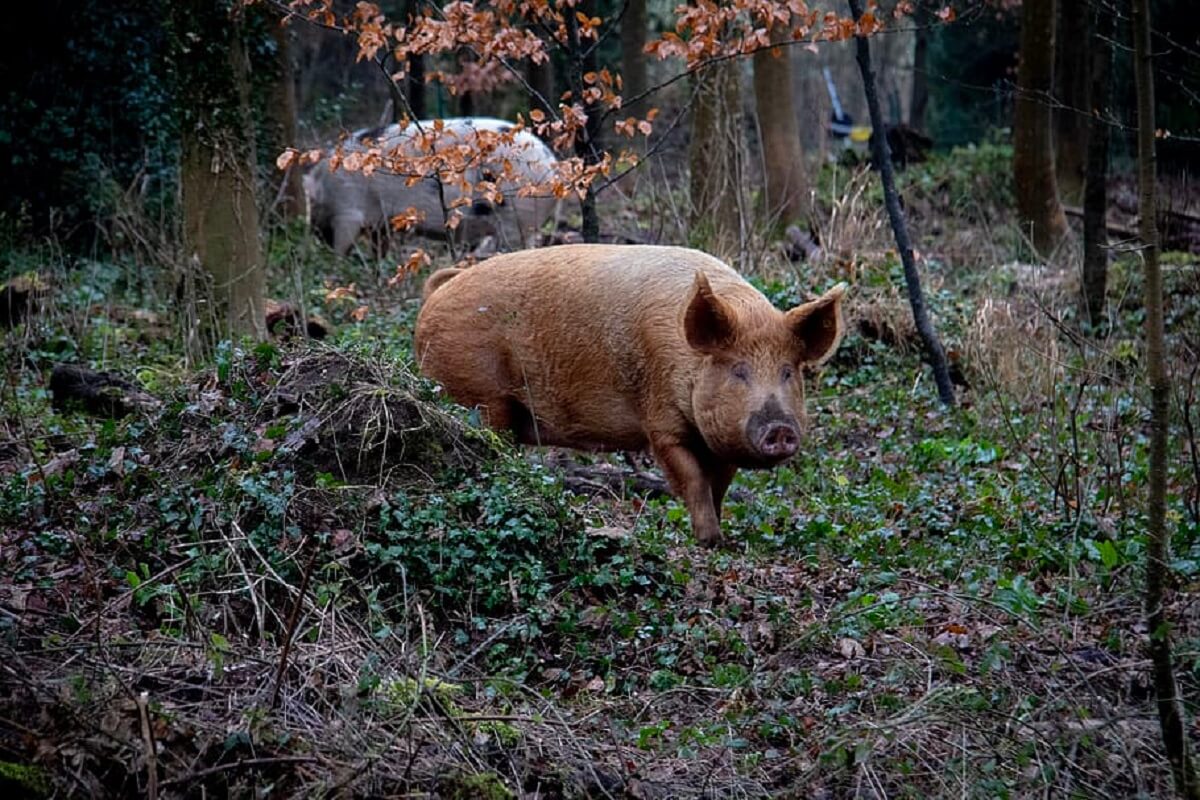 varkens