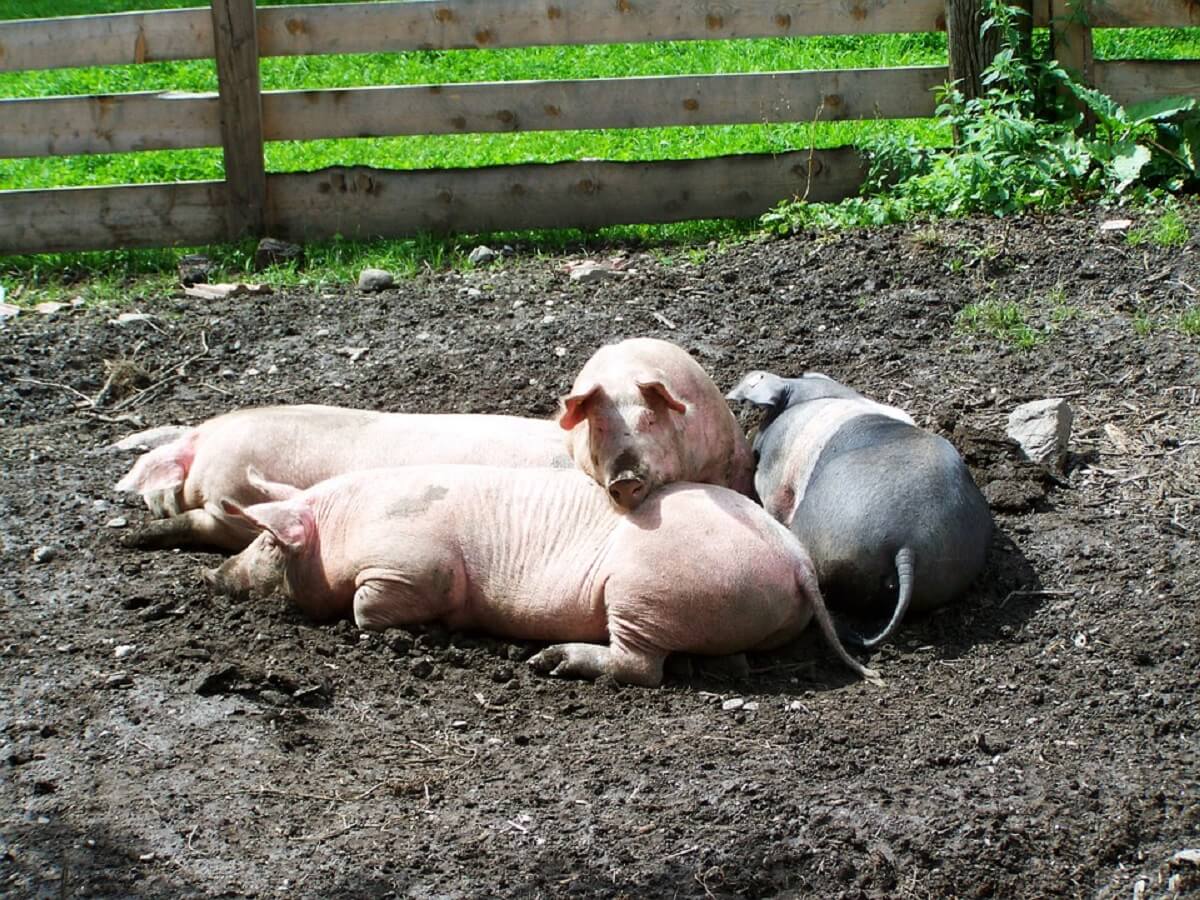 varkens