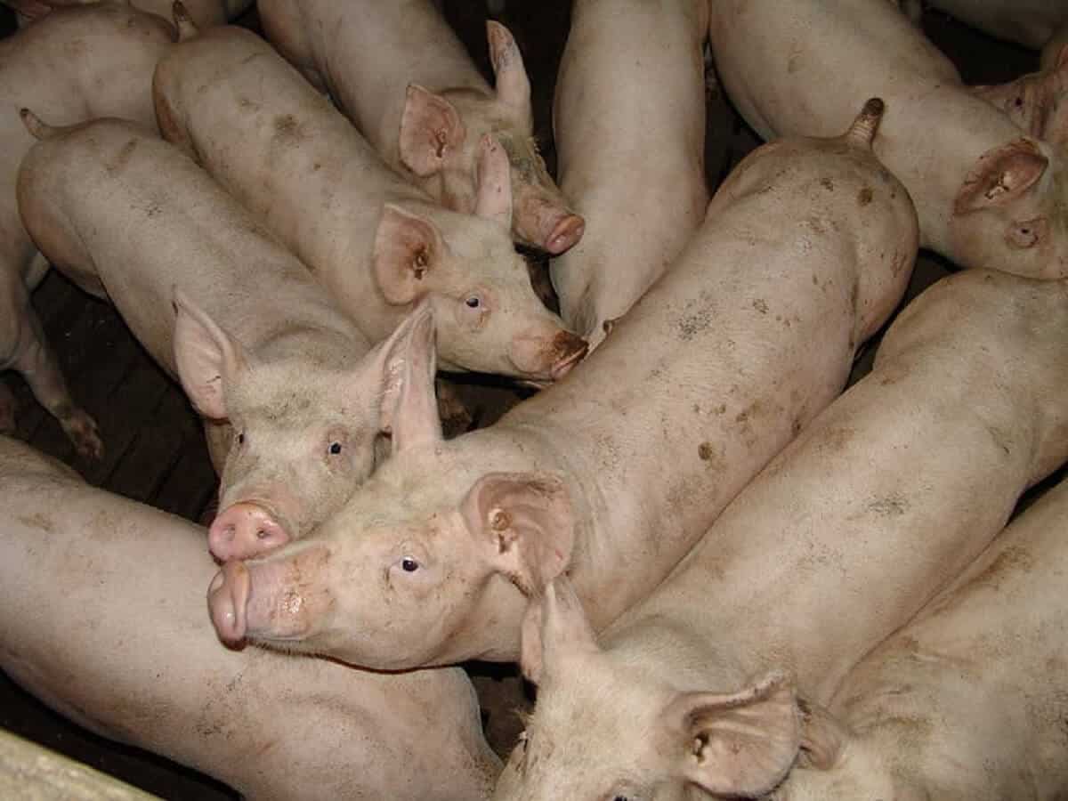 varkens
