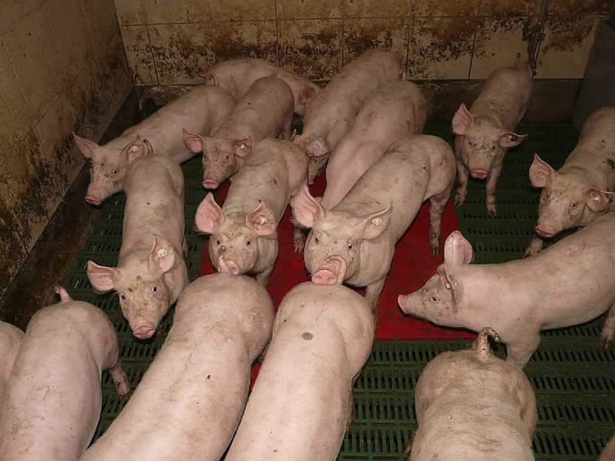 varkens
