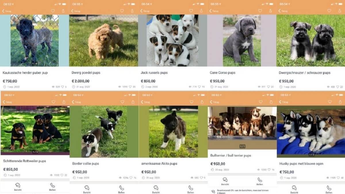 Hongaarse dierenartsen frauderen met in Nederland verkochte puppy’s