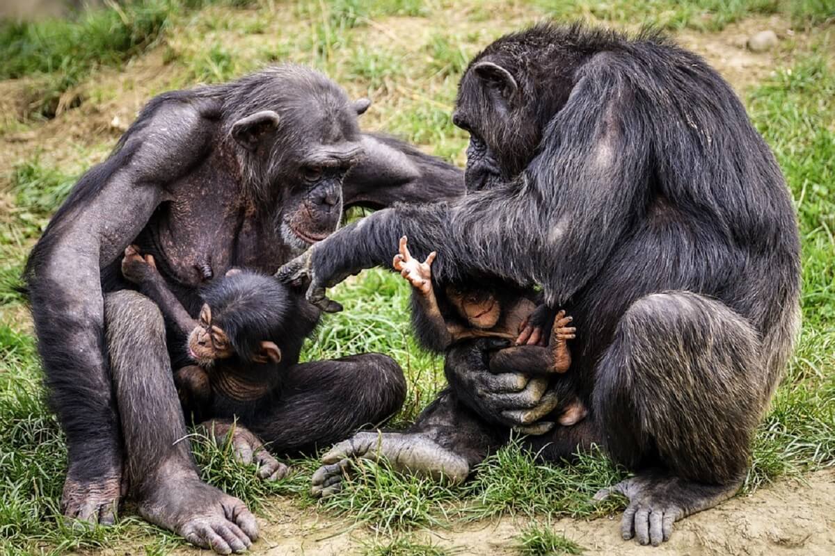 Dochters van invloedrijke chimpanseemoeders wonen langer thuis