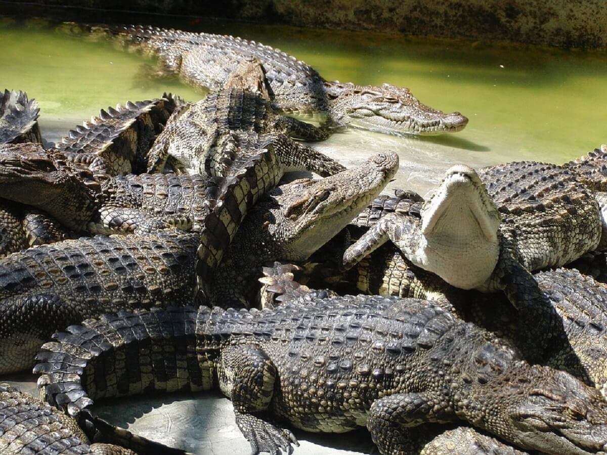 50.000 krokodillen