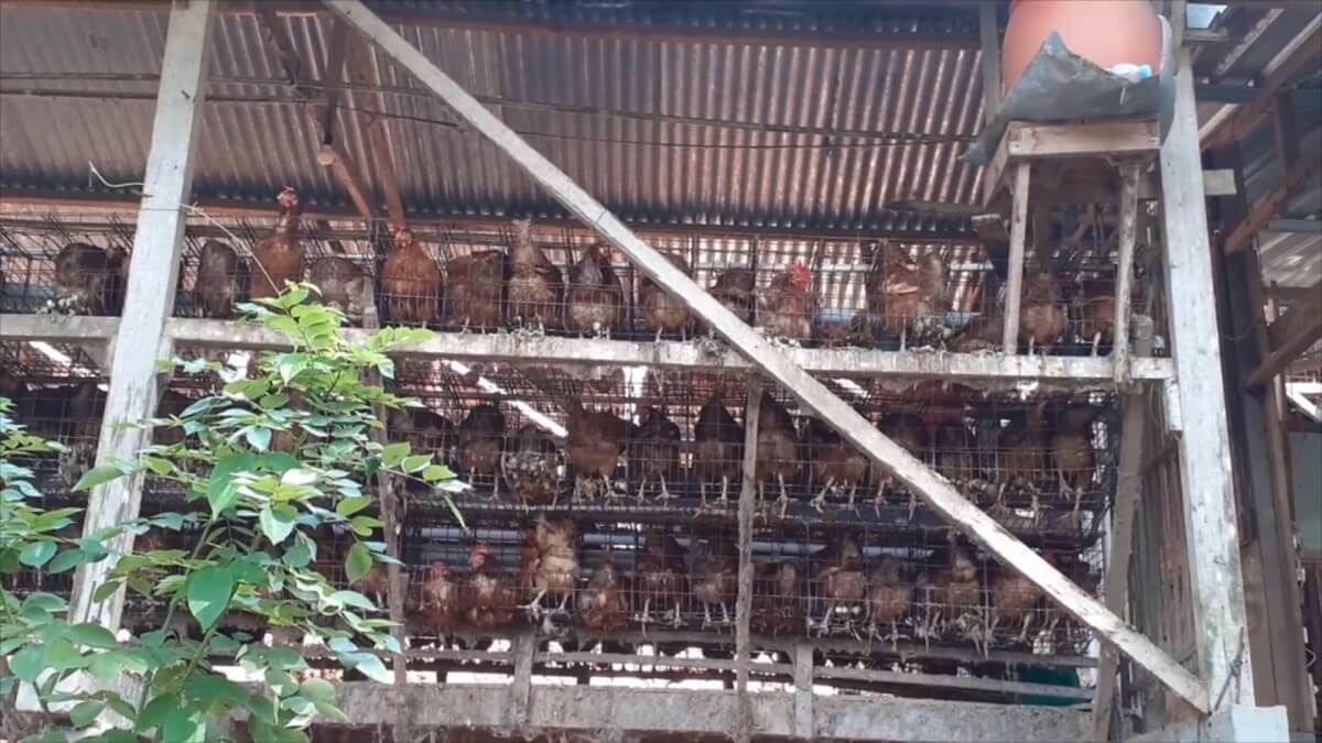 Ahold Delhaize verkoopt kooi-eieren in Indonesië