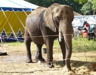 Olifant Buba bij circus Freiwald