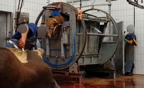 Koe overdoofd slachten