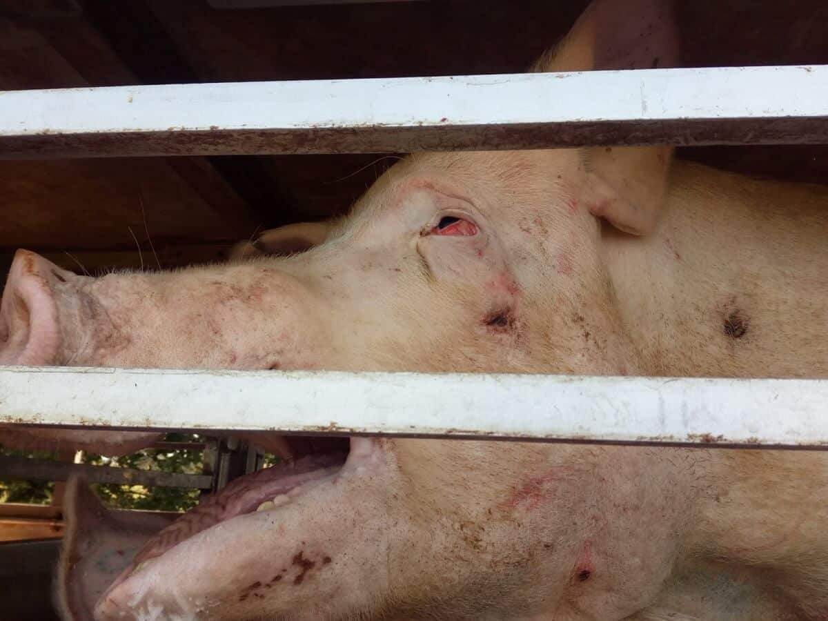 De realiteit van de varkensindustrie