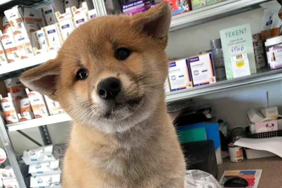 Slachtoffer broodfok puppyhandelaar in Diessen