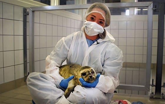 We raken onze zeehonden kwijt