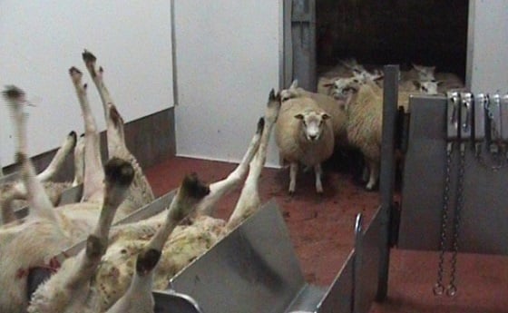 Schapen onverdoofd slachten
