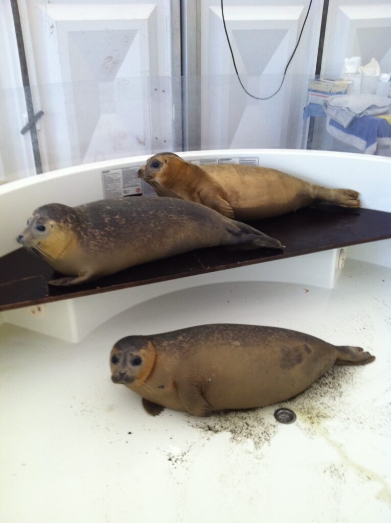 geredde zeehonden