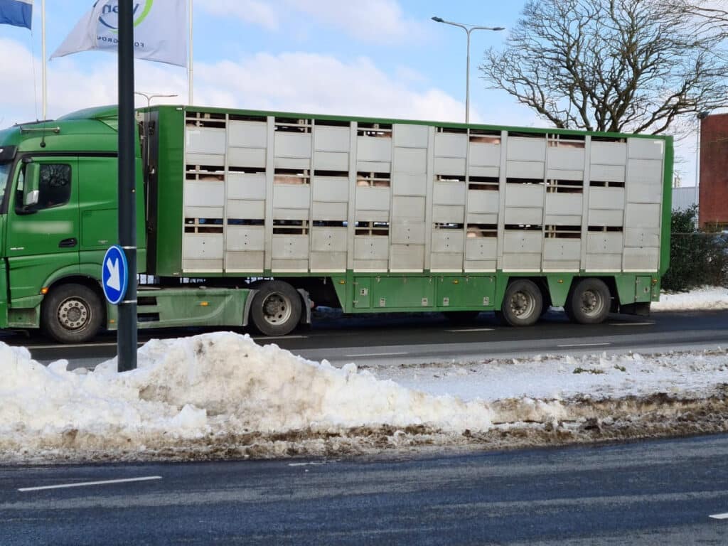 De ijzige hel voor dieren op weg naar het slachthuis