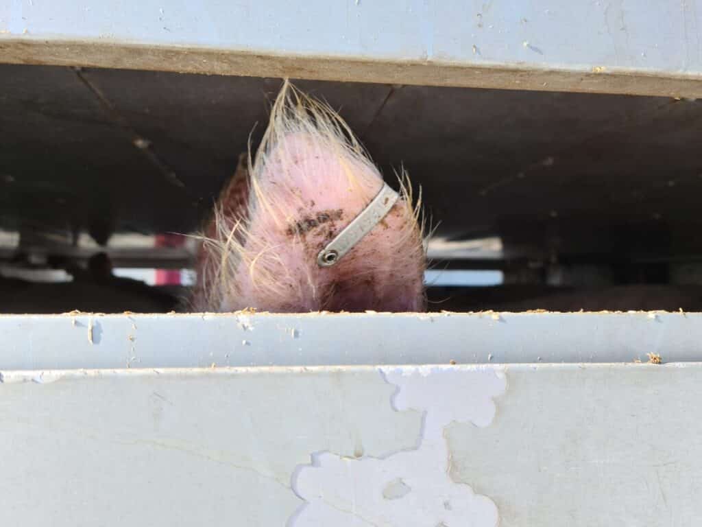 De ijzige hel voor dieren op weg naar het slachthuis