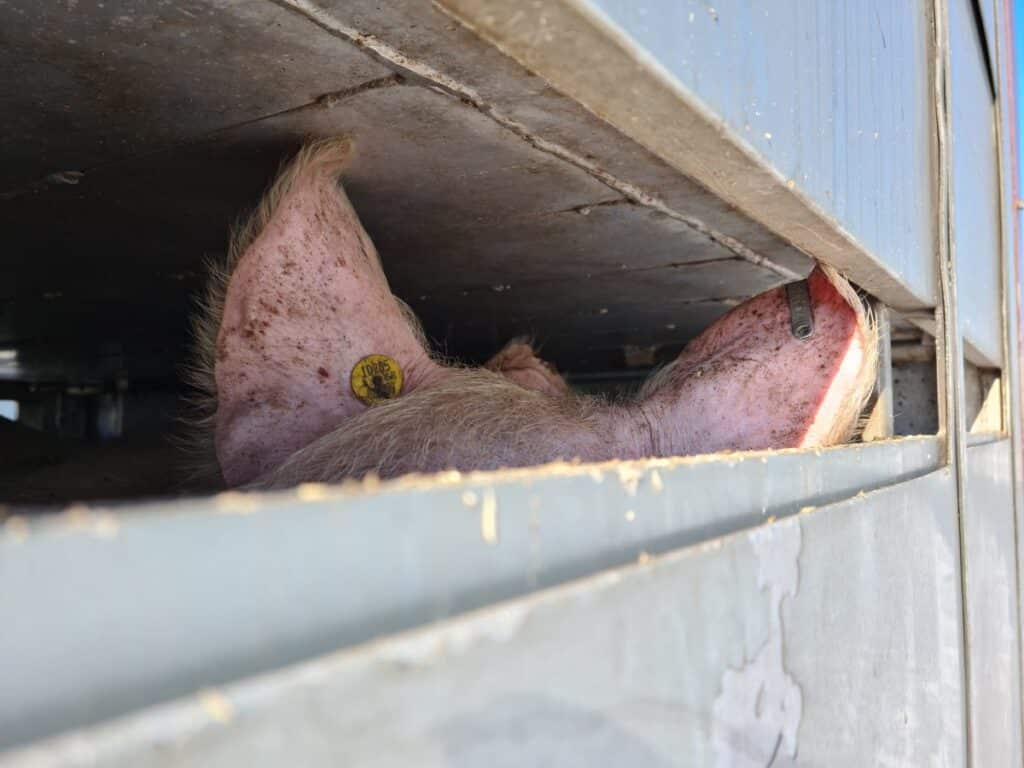 De ijzige hel voor dieren op weg naar het slachthuis