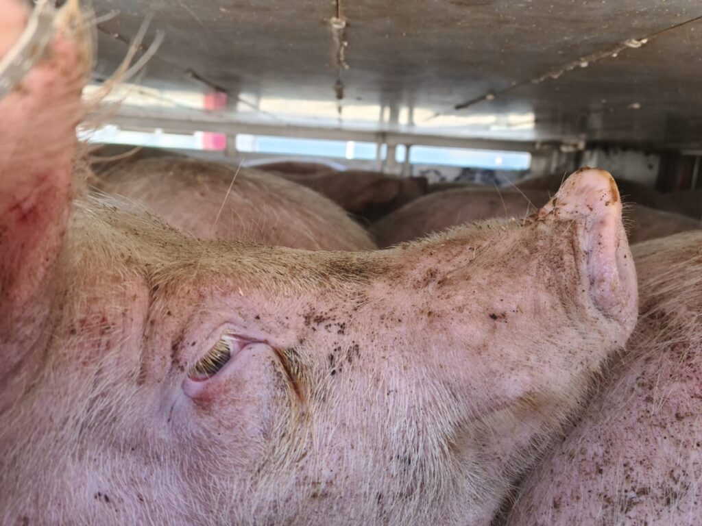 De ijzige hel voor dieren op weg naar het slachthuis