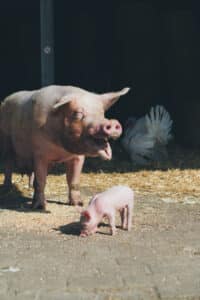 House-of-Animals-Varken-Sam-met-big