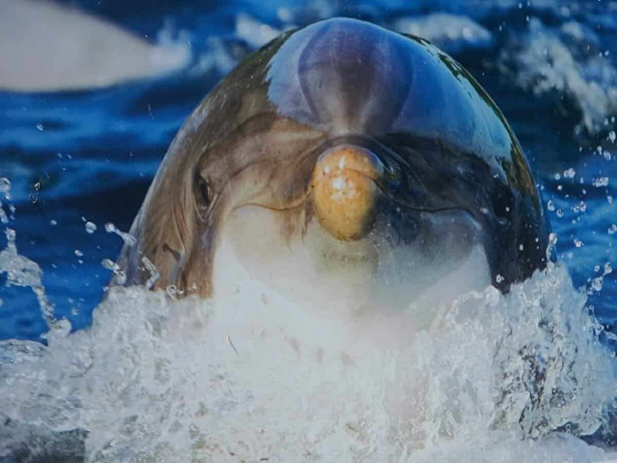 Wat is de stand van zaken rond het transport van 12 zeezoogdieren uit het Dolfinarium naar China?