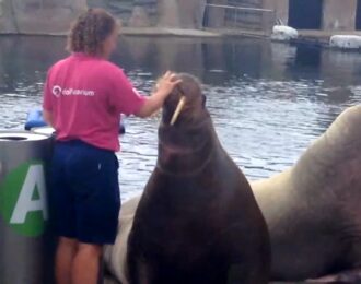 Wat is de stand van zaken rond het transport van 12 zeezoogdieren uit het Dolfinarium naar China?