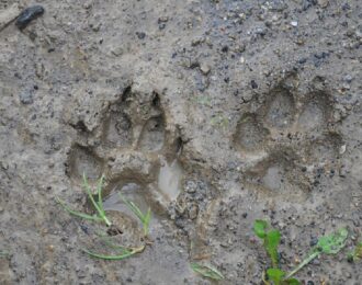 Wolvin Amersfoort dood door schuld?