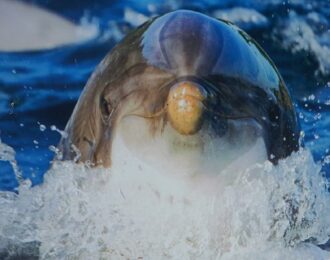 Deel reclameposter Dolfinarium Harderwijk