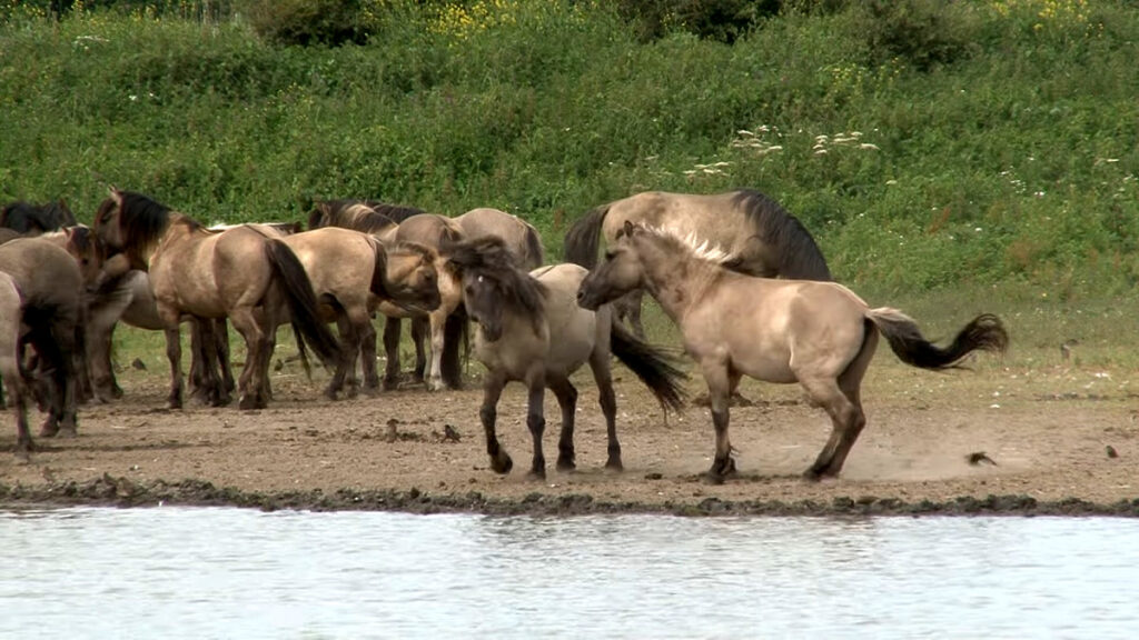 De te betwisten dood van 29 konikpaarden