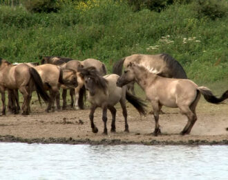 De te betwisten dood van 29 konikpaarden