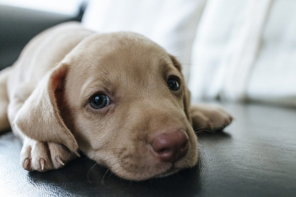 Waar zijn deze pups gebleven?