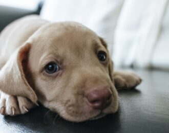 Waar zijn deze pups gebleven?