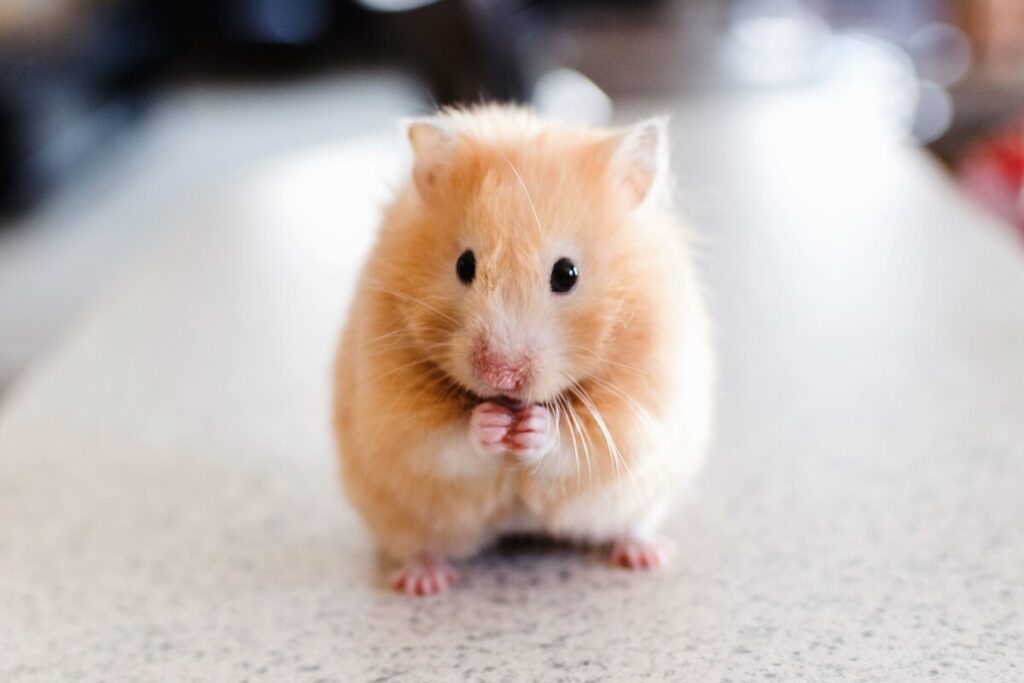 Hamsters zijn geen rotzooi