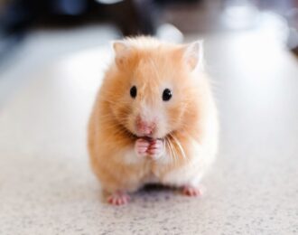 Hamsters zijn geen rotzooi