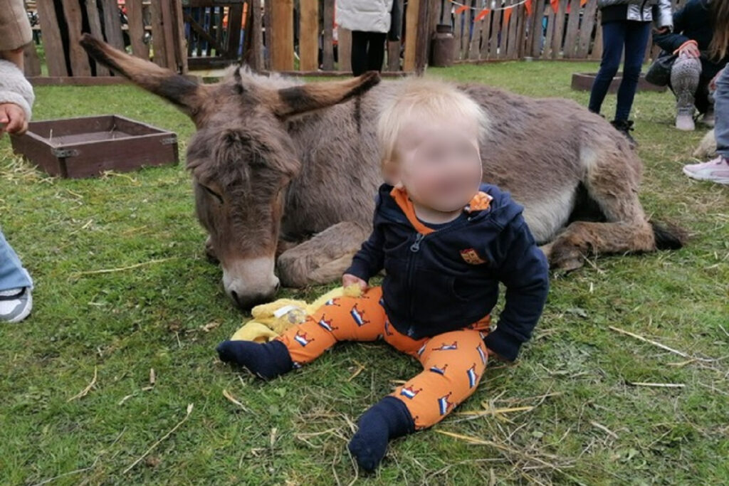 Hoe dik is de plaat voor het hoofd van Bert?