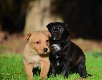 Marktplaats.nl paradijs voor puppysmokkelaars vanwege falend beleid