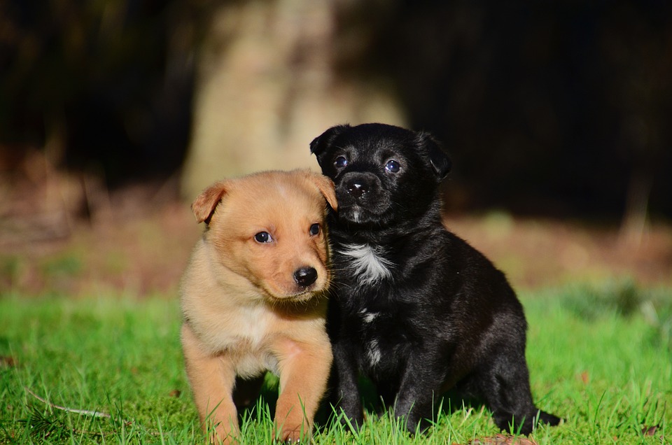 Marktplaats.nl paradijs voor puppysmokkelaars vanwege falend beleid