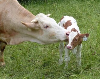 Karen’s blog: Kan een kind bij zijn moeder blijven?