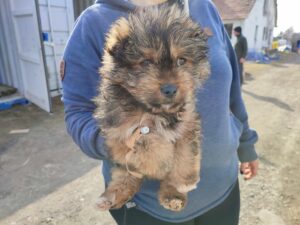 House-of-Animals-pup-oorlog-oekraine