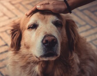 Dieren uit Oekraïne worden ongelijk behandeld