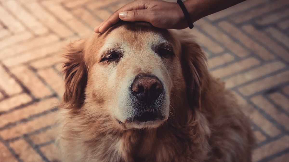 Dieren uit Oekraïne worden ongelijk behandeld