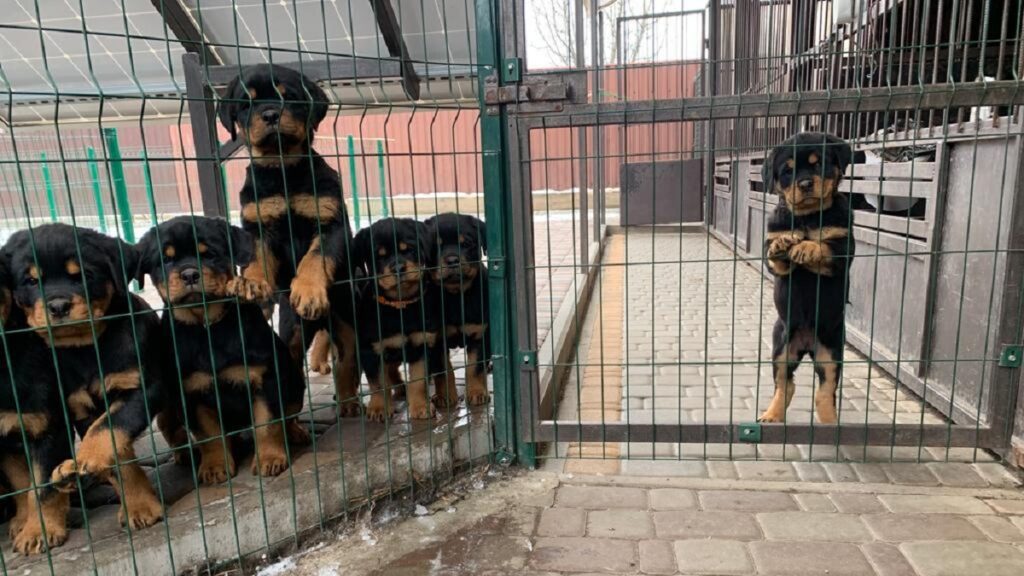 8 rottweilerpups door NVWA dubbel slachtoffer van oorlog