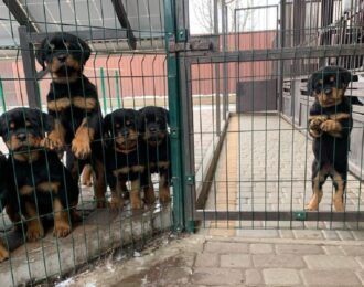 8 rottweilerpups door NVWA dubbel slachtoffer van oorlog