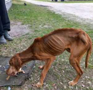 magere hond oekraine