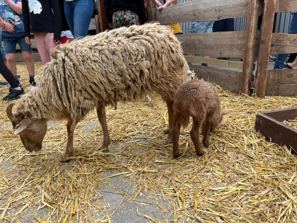 Overtredingen vastgesteld na politie-inval bij Bert's Animal Verhuur