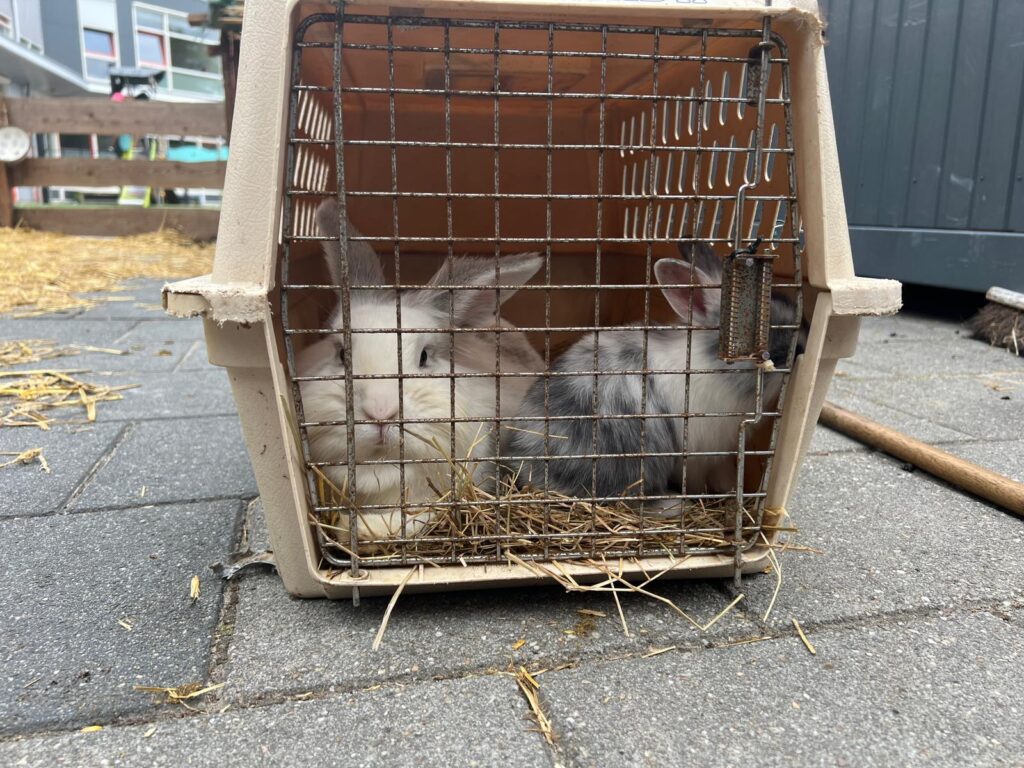 Overtredingen vastgesteld na politie-inval bij Bert's Animal Verhuur