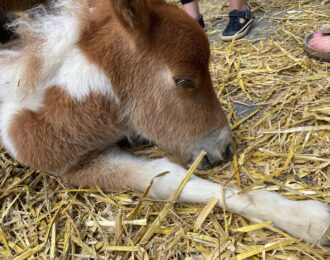 Overtredingen vastgesteld na politie-inval bij Bert's Animal Verhuur