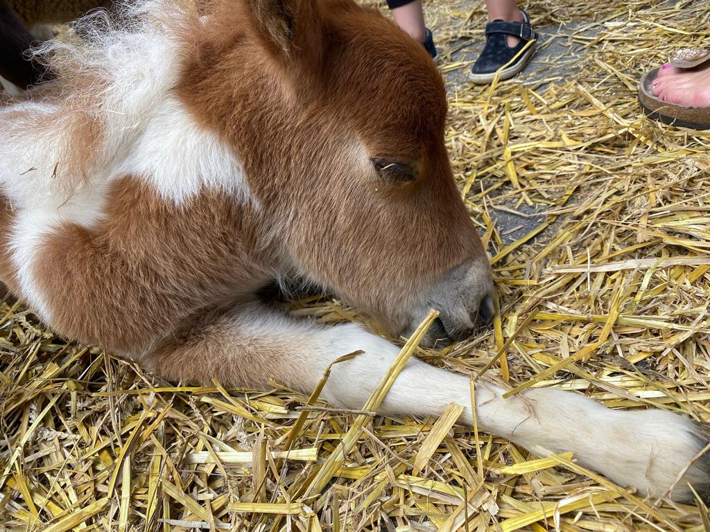 Overtredingen vastgesteld na politie-inval bij Bert's Animal Verhuur